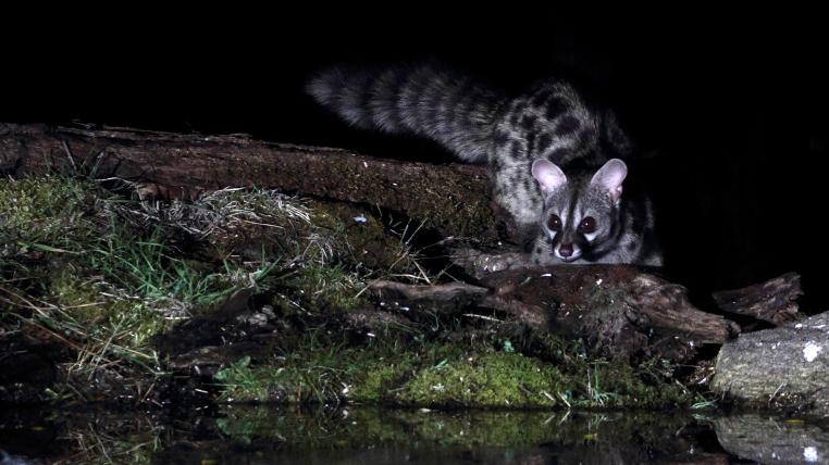 Kleinfleck-Ginsterkatze in der Nacht