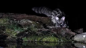 Könnte nach dem Goldschakal der nächste Einwanderer sein: die Kleinfleck-Ginsterkatze.
