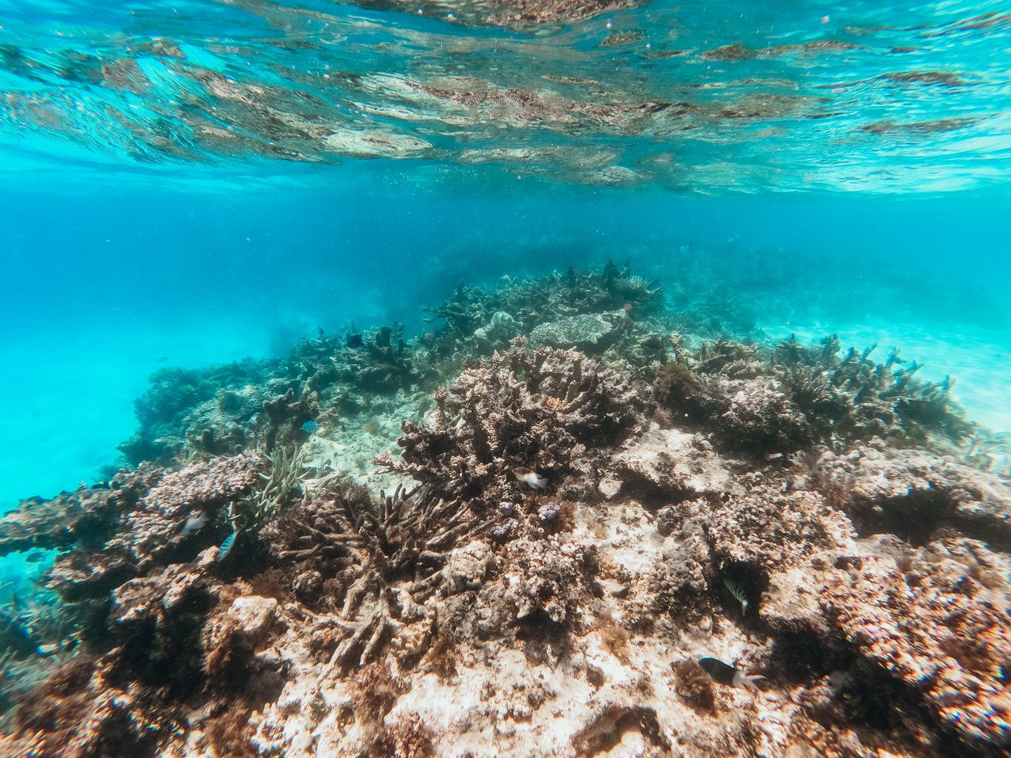 Ozeanversauerung überschreitet planetare Grenze: Folgen für Korallen, Klima und globale Ökosysteme