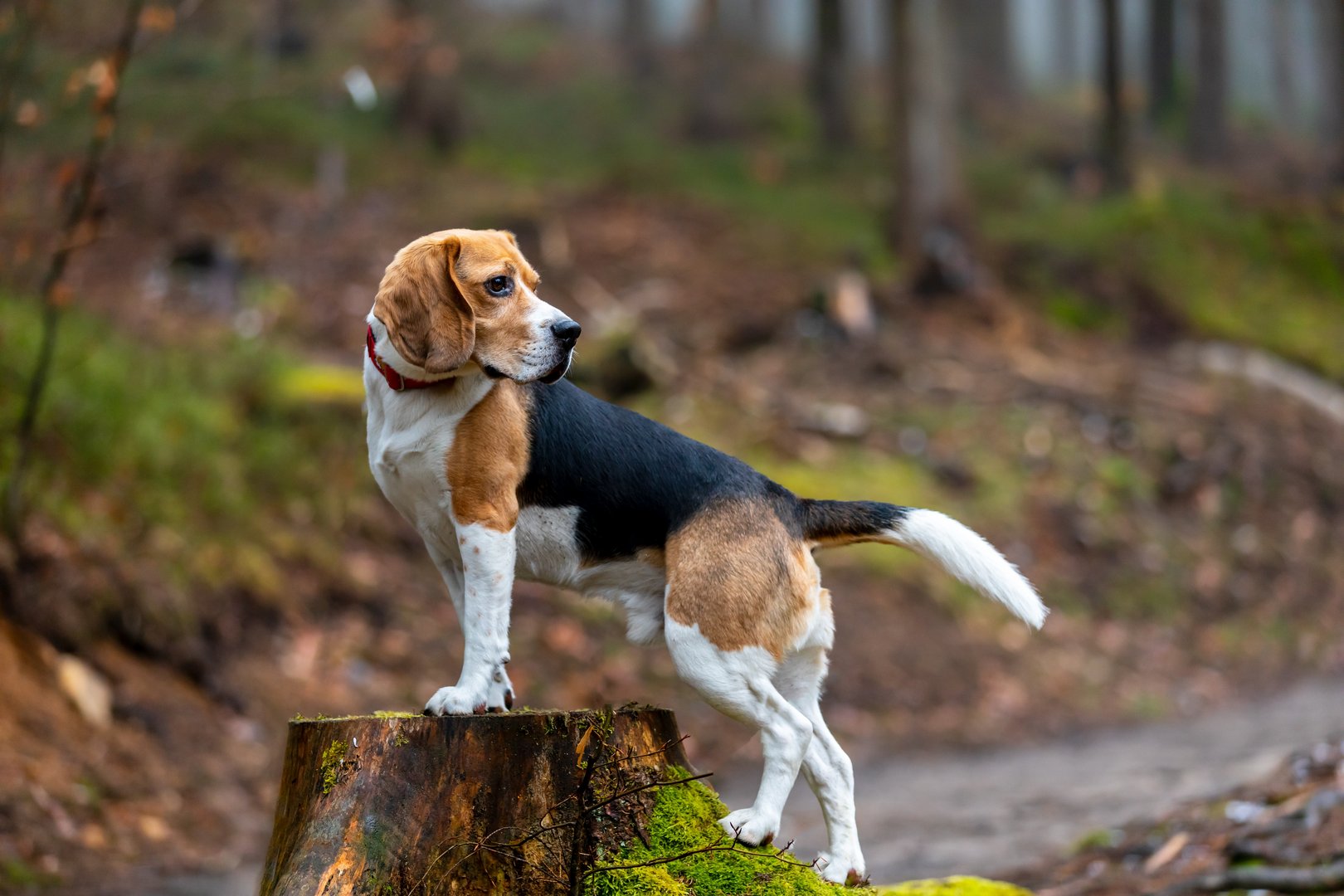 Beagle: Die lebhafte und neugierige Spürnase