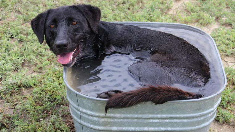 Hund im Wassertrog