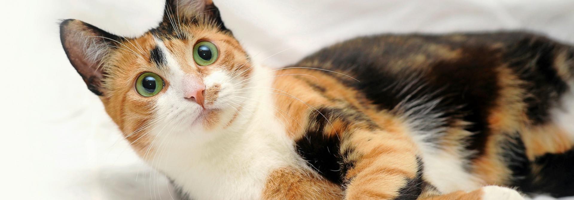 Dreifarbige Calico-Katze