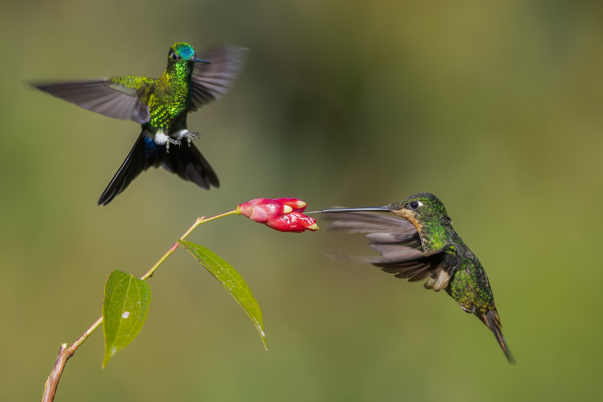 Wie Kolibri ihren Schwebeflug beherrschen