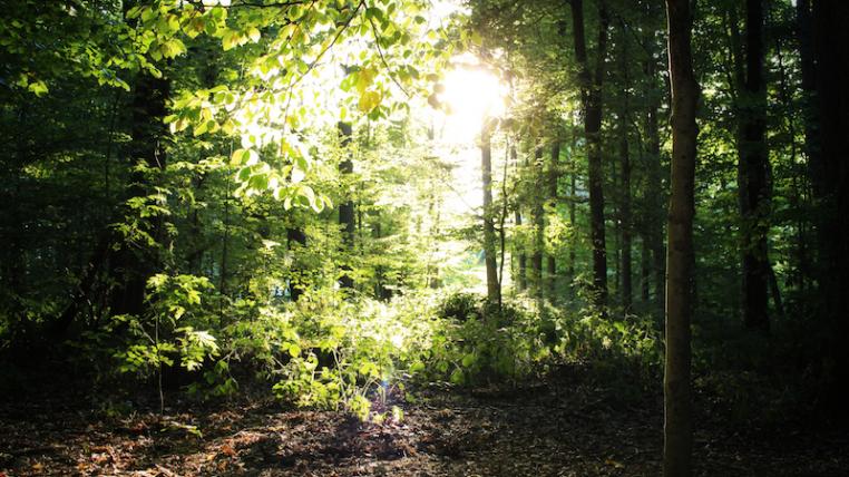 Wald