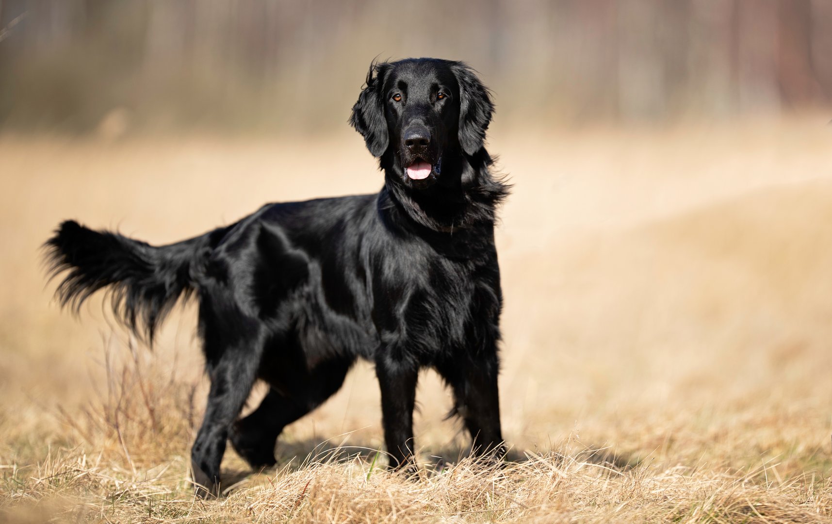 Flat Coated Retriever: Der lebensfrohe Familienhund mit glänzendem Fell