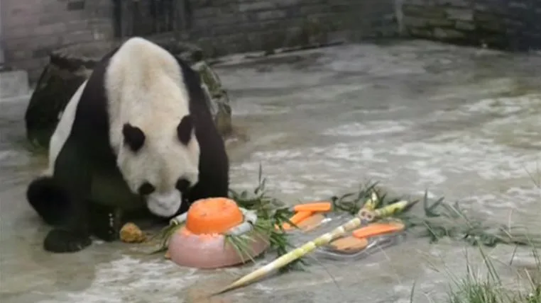 dfeb66d79fdf159db1fcab4dc960d7be0321e969 Pan Pan der Panda