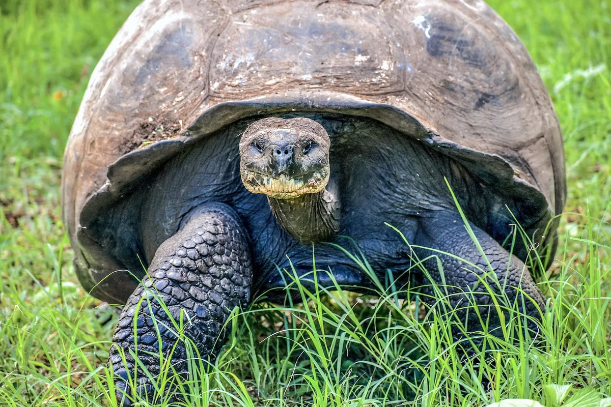 shutterstock_2659123385 Galapagos: Riesenschildkröten erstmals seit über 100 Jahren wieder auf Floreana
