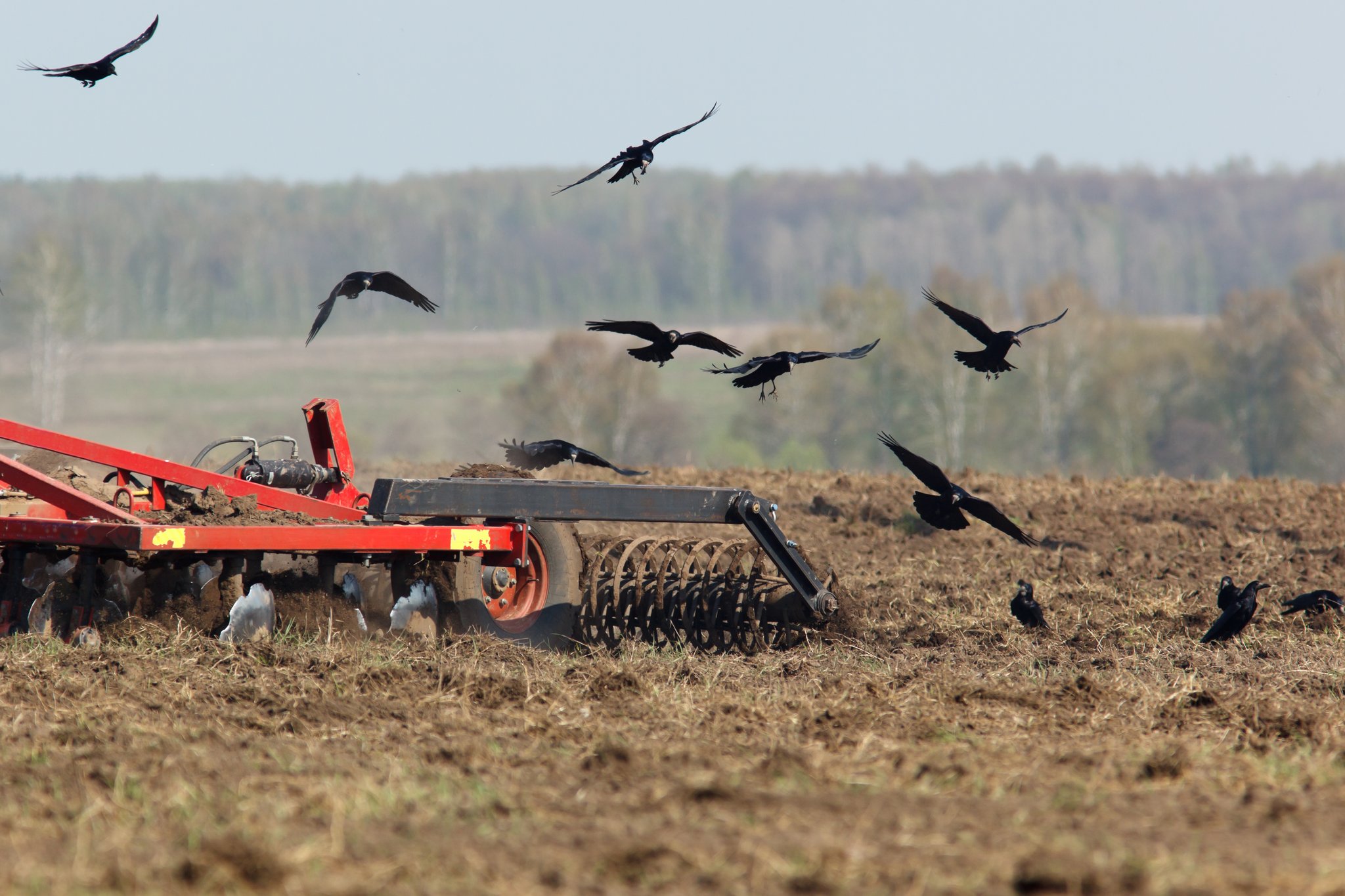 Krähenfrass im Maisfeld: Wenn Krähen in der Landwirtschaft massive Schäden anrichten