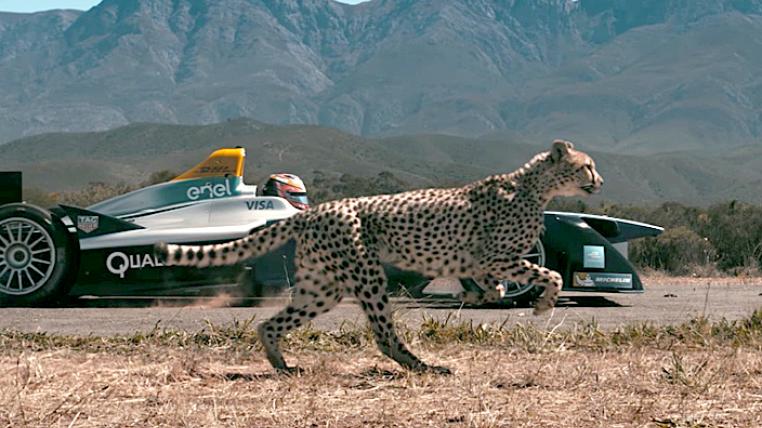 Gepard gegen Formel-E-Auto