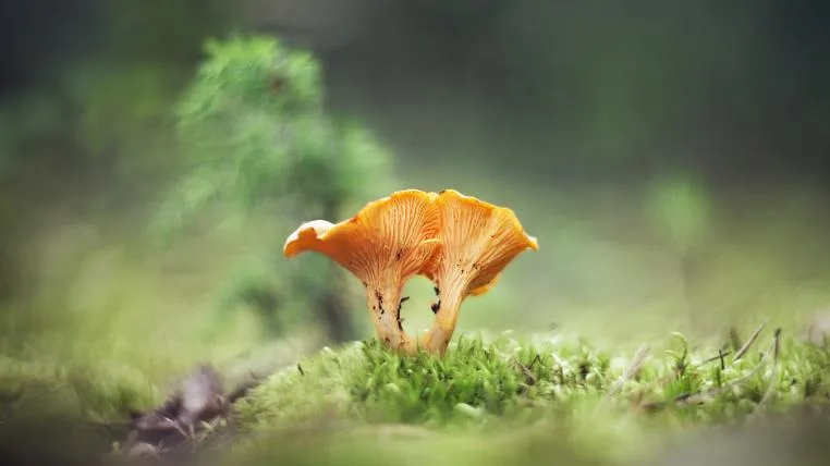 cc0665bb86e81133a846067390694c77e8f4a37c Eierschwämme im Wald
