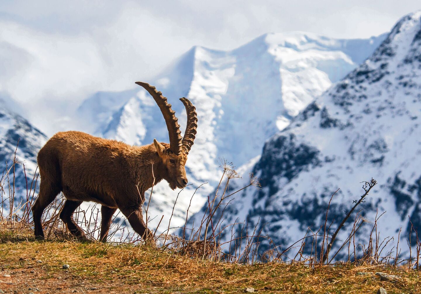 Steinbock