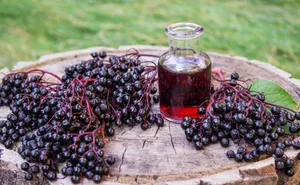 Holunderbeeren stecken voller wertvoller Vitamine, Mineralstoffe und antioxidativer Pflanzenstoffe. Sie stärken das Immunsystem, helfen bei Erkältungen und wirken entzündungshemmend.