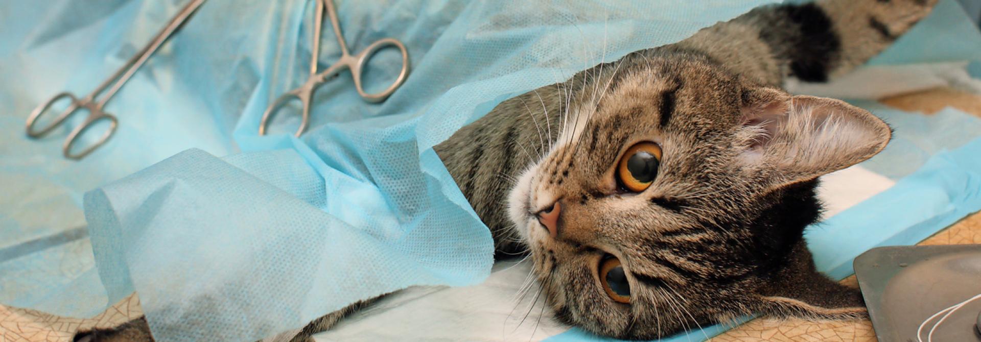 katze-kastration.jpg