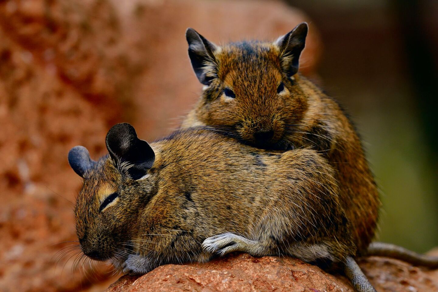 Degus brauchen die Nähe zu ihren Artgenossen. Sie lieben es, ganz eng beieinander zu liegen.