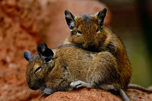 Degus brauchen die Nähe zu ihren Artgenossen. Sie lieben es, ganz eng beieinander zu liegen.