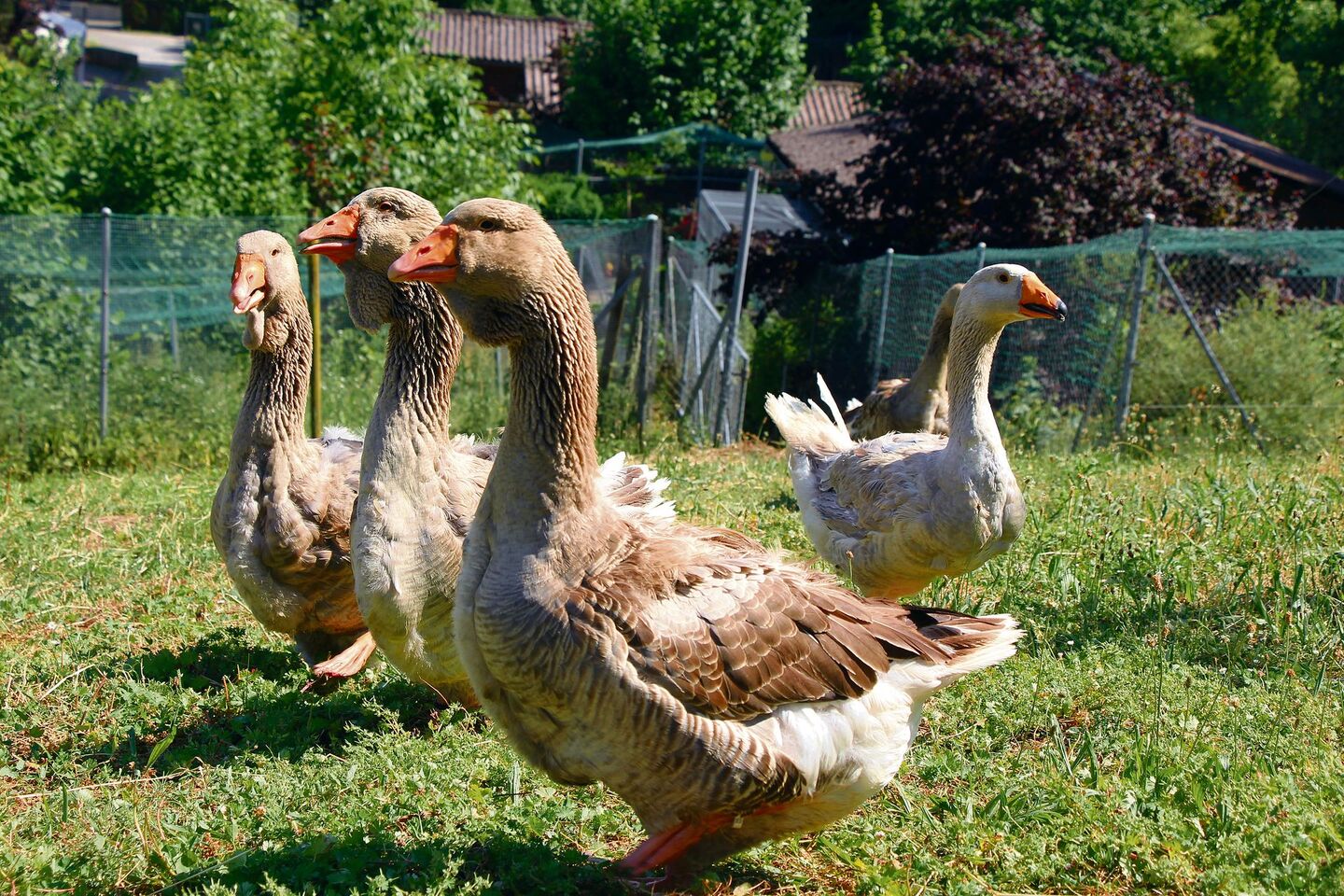 Toulouser- und Steinbachergänse erwarten ihr Körnerfutter.