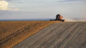 Deutsche Nichtregierungsorganisationen sind mit einer Klage gegen die Zulassung einer transgenen Sojabohne von Monsanto beim EU-Gericht gescheitert (Symbolbild).