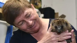 Allison Schulz mit Igel Christiano, den sie mit viel Liebe und Geduld wieder aufpäppelt.