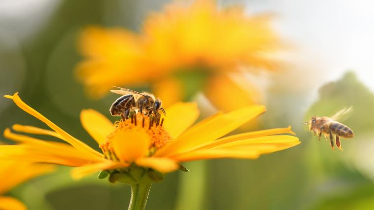 Bienen halten Social Distancing ein