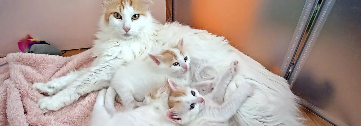 bd4476ff5a4478c76142a39f33b6084193310f76 Türkisch-Van-Katze mit Jungtieren