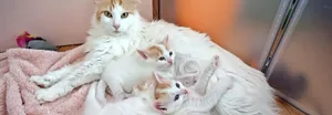 Eine edle Familie: Büsi-Mama Nyks mit ihren drei Babys.
