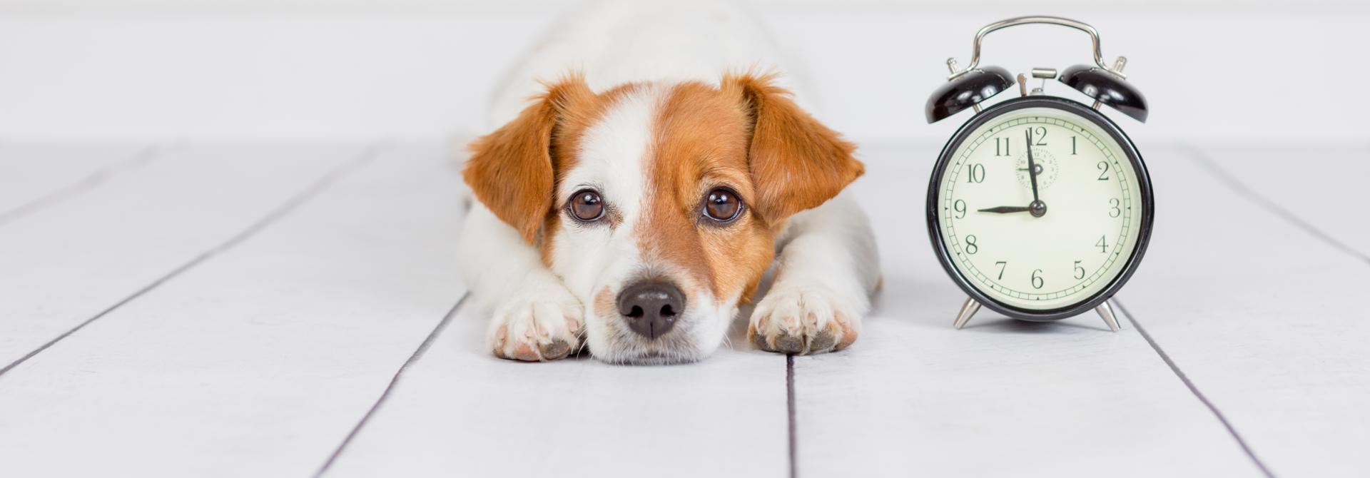 Hund mit Wecker