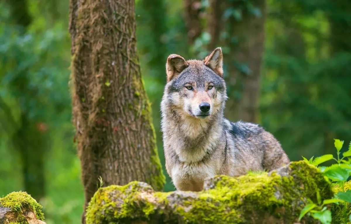 csm_shutterstock_2489503345_5a0e2dd6ac_Kopie Wolf durchschwimmt Vierwaldstättersee