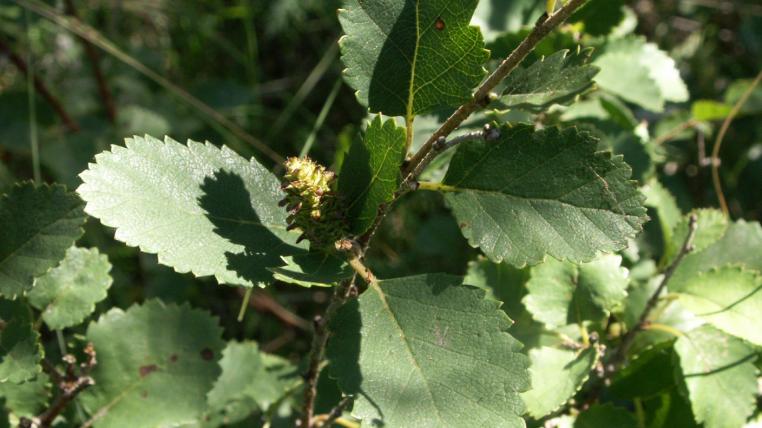 Betula_humilis_niedrige-birke.jpg