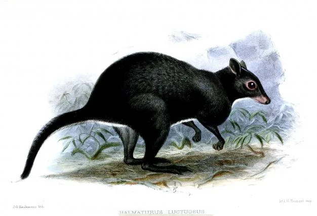 a98abe4f7313f82f027ded814e6ae2060f6d9e9c Buschkänguru
