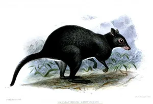 Graues Buschkänguru (Dorcopsis luctuosa).