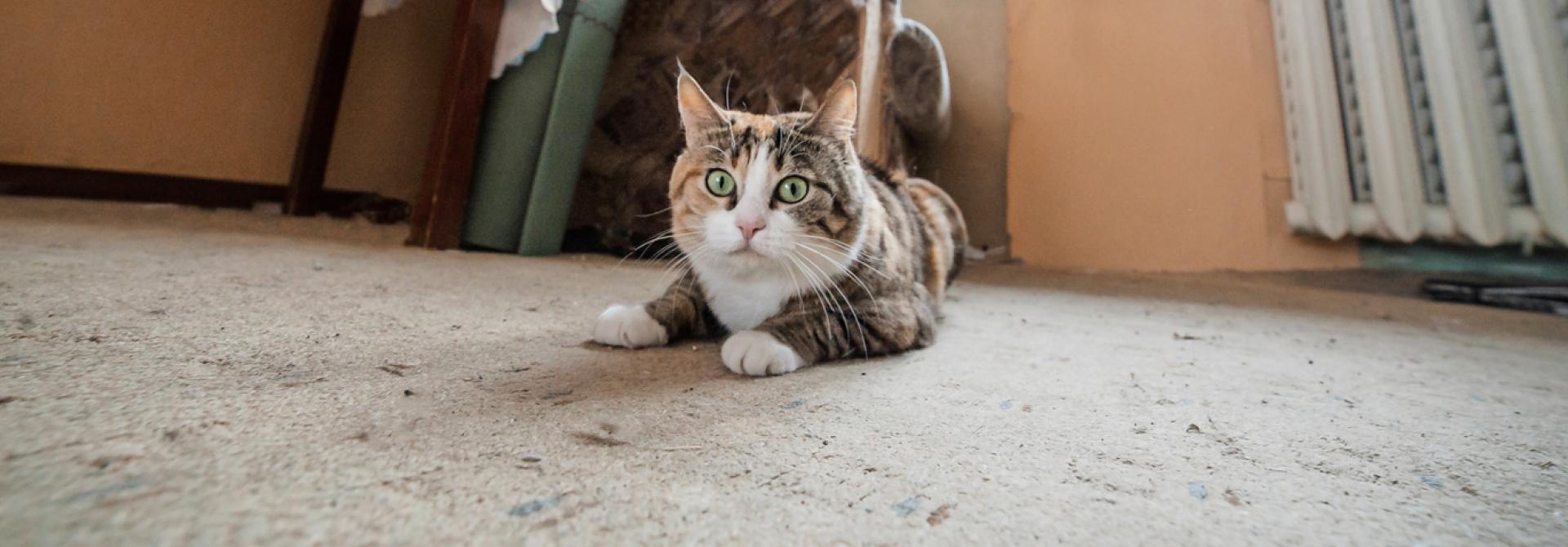 katze-schilddruese-ueberfunktion.jpg