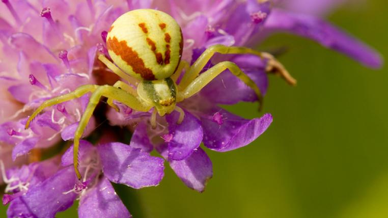Krabbenspinne