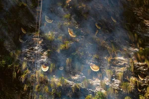Wenn Bienen sich vom Pollen der Rhododendronblüten ernähren, kann ihr Honig einen halluzinogene Wirkung haben.