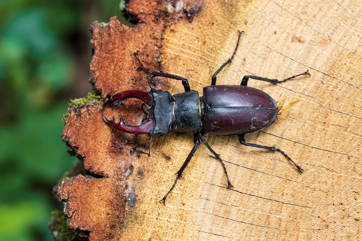 shutterstock_1930011710 Der Hirschkäfer: Auffällig und gefährdet