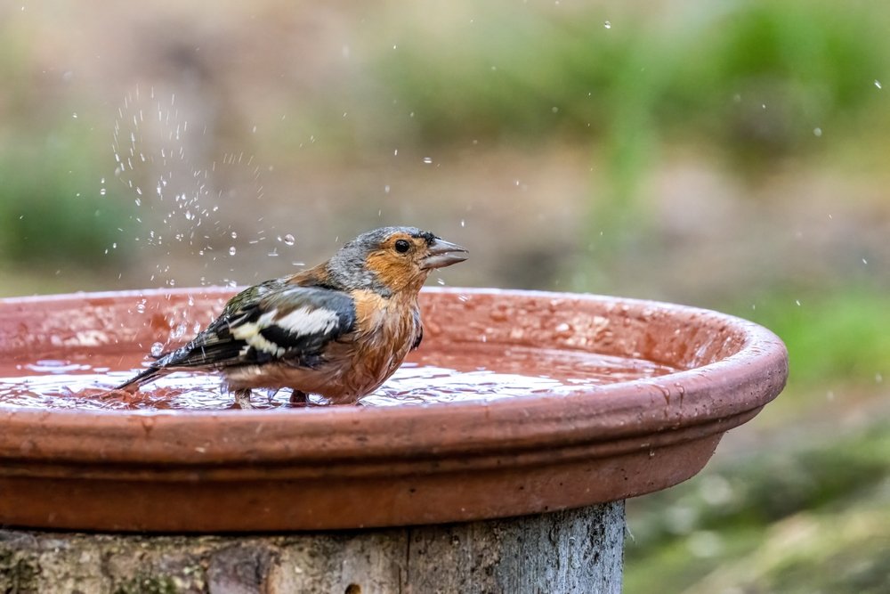 Gartenparadies: Vogeltränke selbst bauen