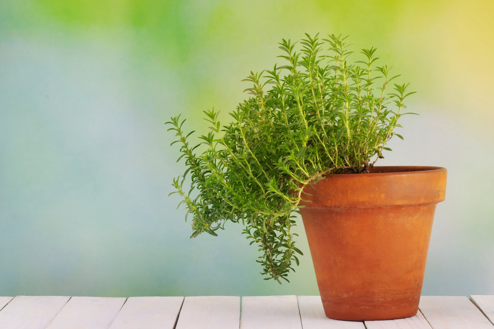 Estragon – das beliebte Küchenkraut mit mystischer Vergangenheit