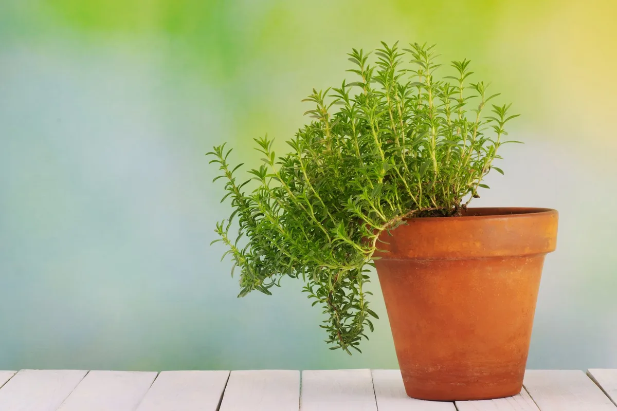 shutterstock_1846204537 Estragon – das beliebte Küchenkraut mit mystischer Vergangenheit