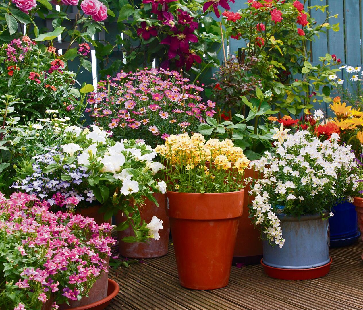 Üppiger Blumenschmuck aus Kübeln. Hinten klettert eine Clematis und begrünt die Wand.