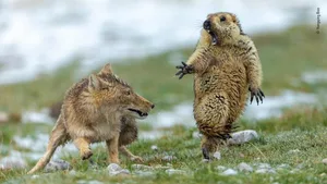 Den Moment, in den sich entscheidet, ob das Murmeltier leben oder sterben wird, hat Bao Yongqing perfekt eingefangen und gewinnt damit den Titel «Wildlife Photographer of the Year 2019». Zusammen mit dem Deutschen Ingo Arndt teilt er sich ausserdem den Sieg in der Kategorie «Verhalten: Säugetiere».