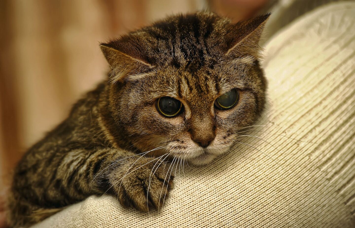 In die Jahre gekommene oder gesund-heitlich angeschlagene Katzen und Hunde haben in Tier-heimen oft geringere Adoptionschancen.