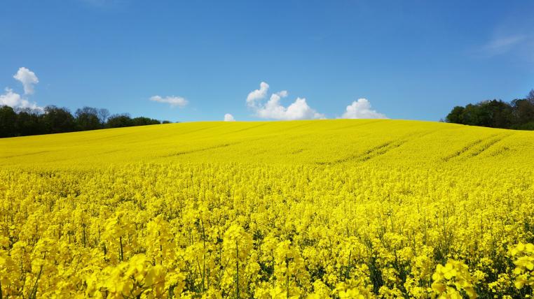 Rapsfeld