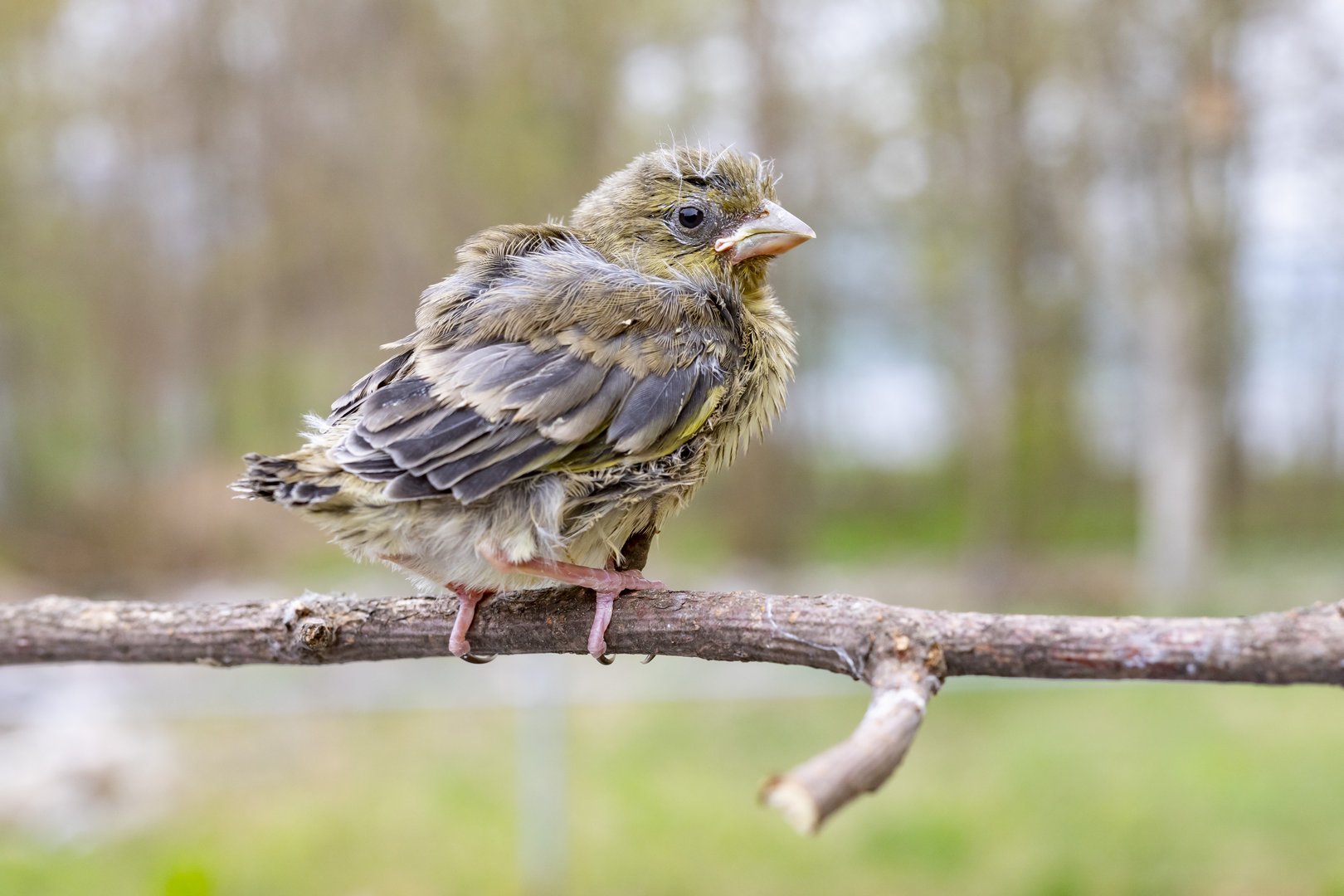 Jungvögel: beobachten statt direkt eingreifen