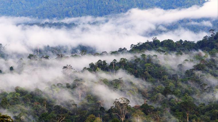 Primärwald Danum Valley, Borneo