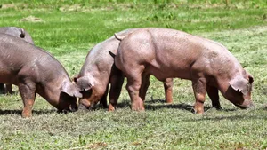 Duroc-Schweine sind widerstandsfähig und können dank ihrer dunklen Haut auch in der Sonne weiden.