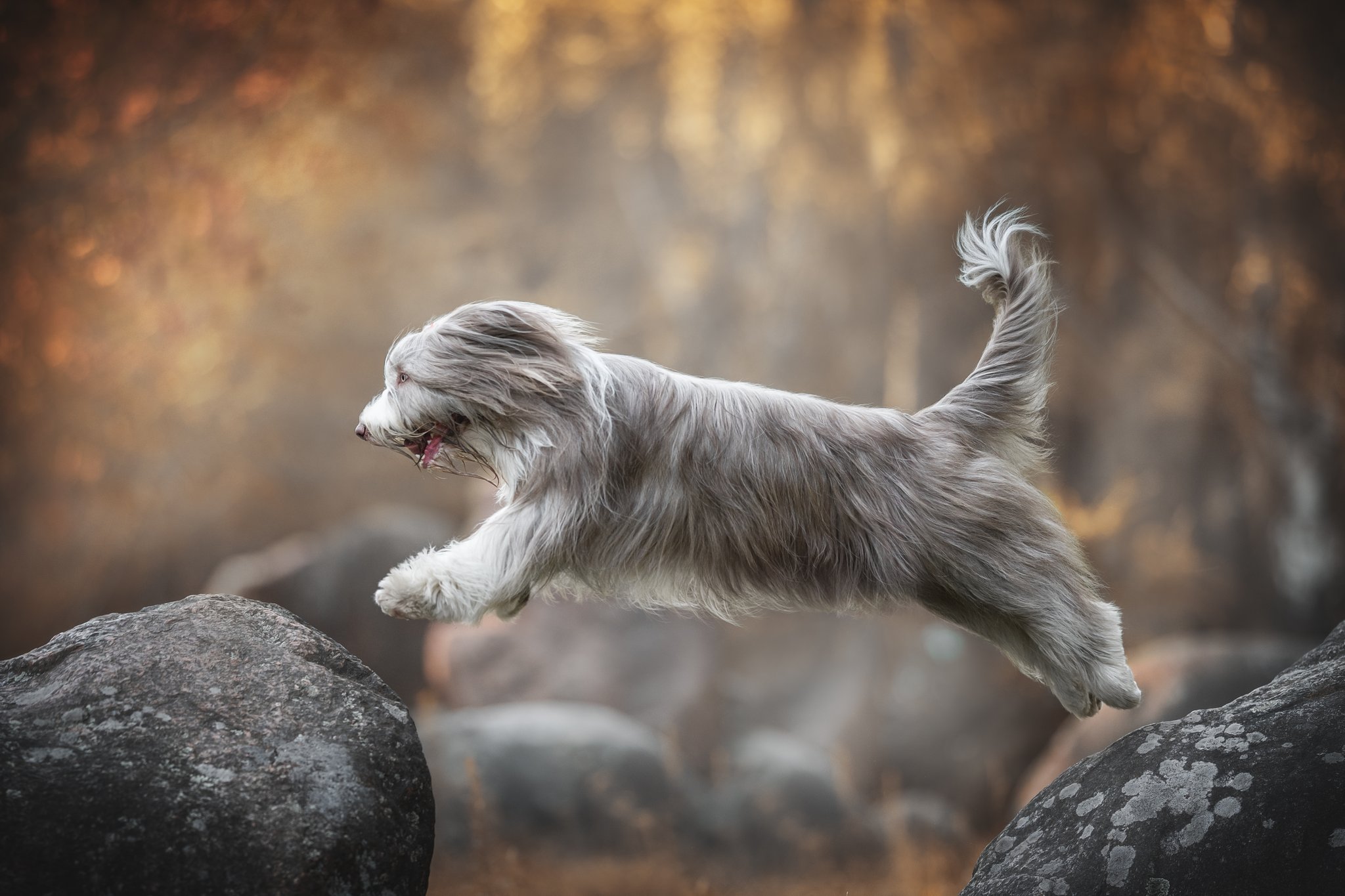 Bearded Collie – das langhaarige Energiebündel