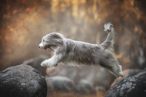 Der Bearded Collie besitzt ein langes und dichtes Fell, welches regelmässige Pflege benötigt.