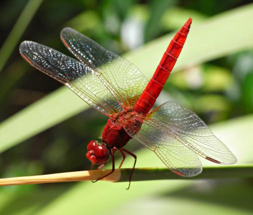 Feuerlibelle