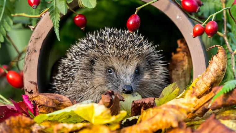 Igel