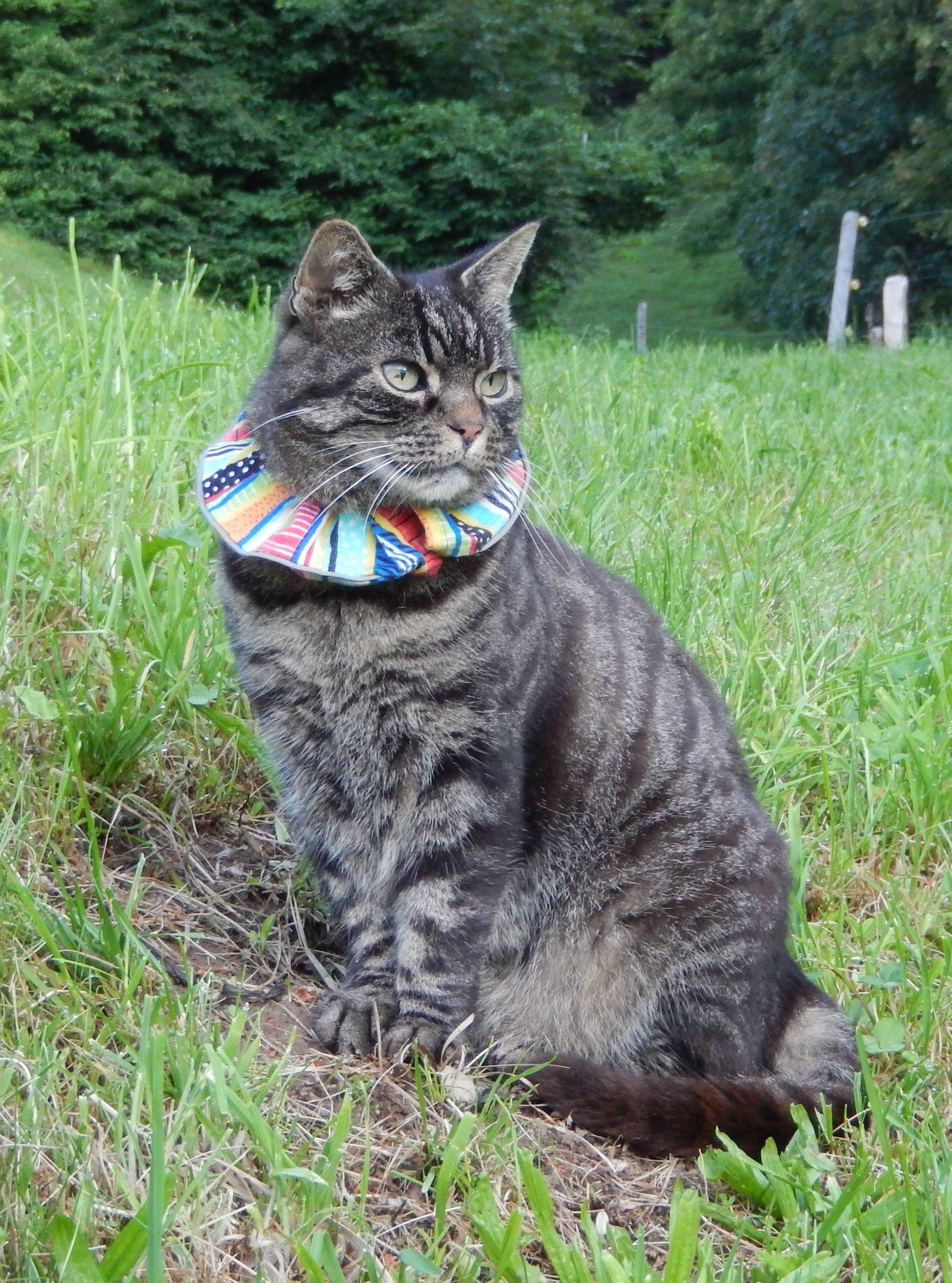 Katze mit Krause