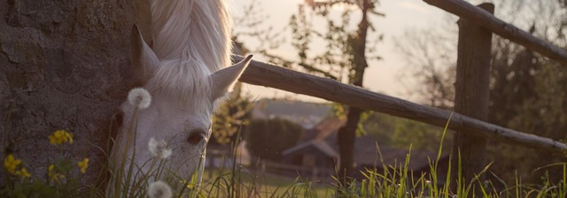 horse.jpg